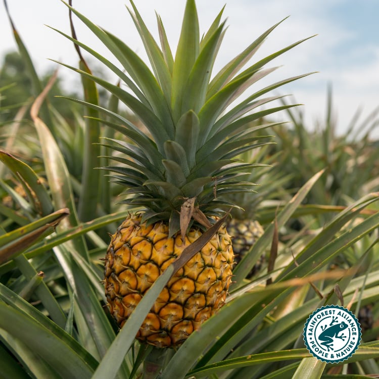 Rainforest Alliance Certification For RFG's Pineapple Products RFG Foods